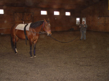 Teyla with vaulting saddle and side reins